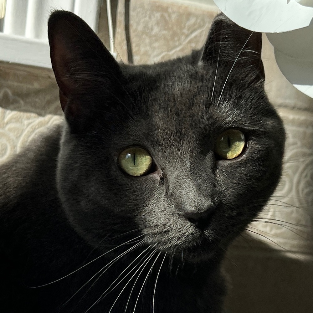 Meet your Posher, Alexis